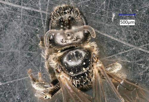 Lasioglossum glabriusculum